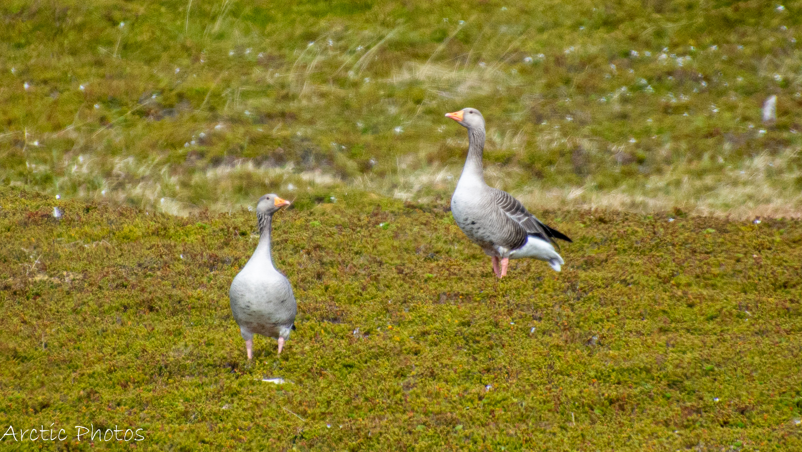 DSC_4854