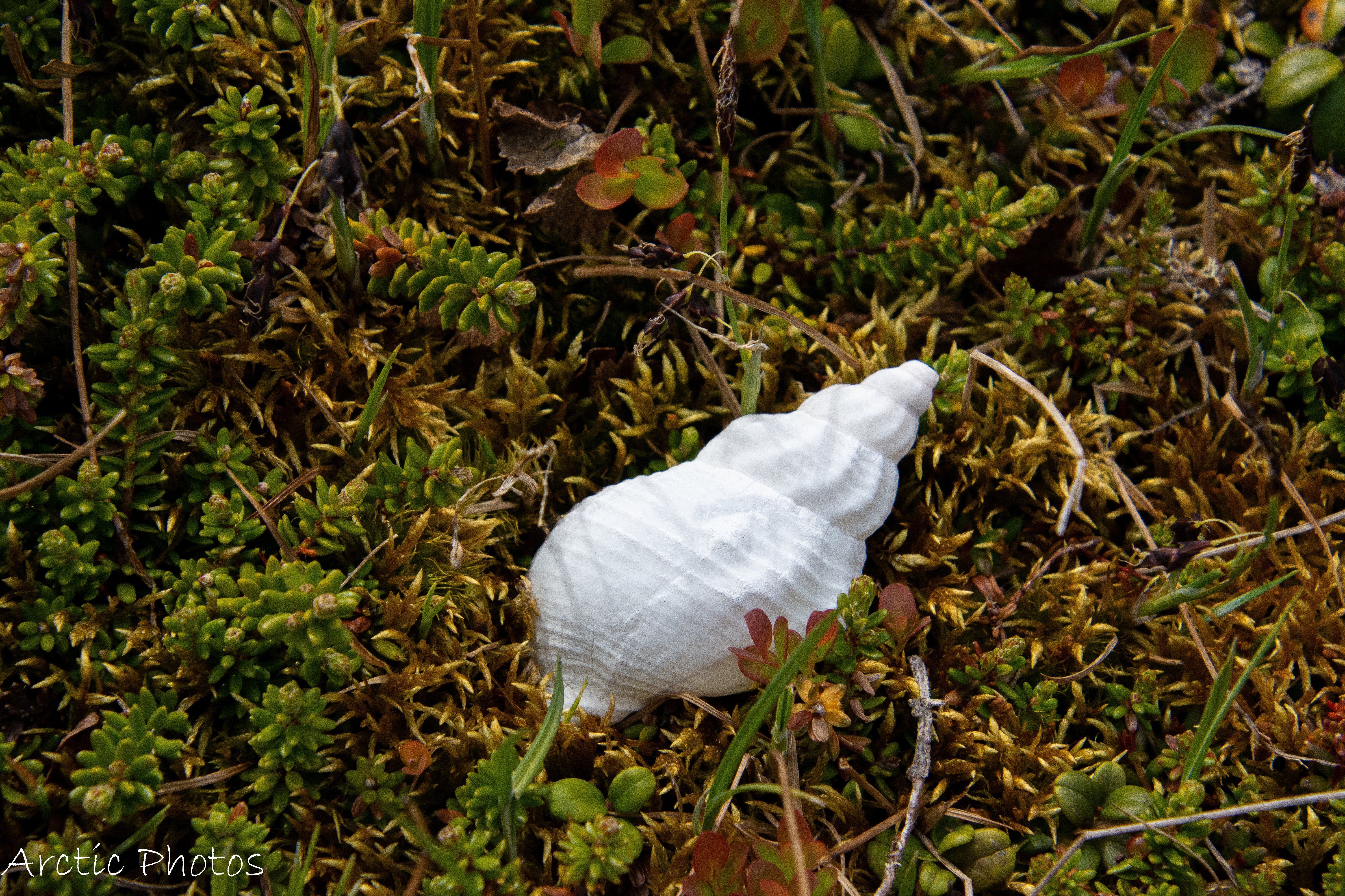 DSC_4934